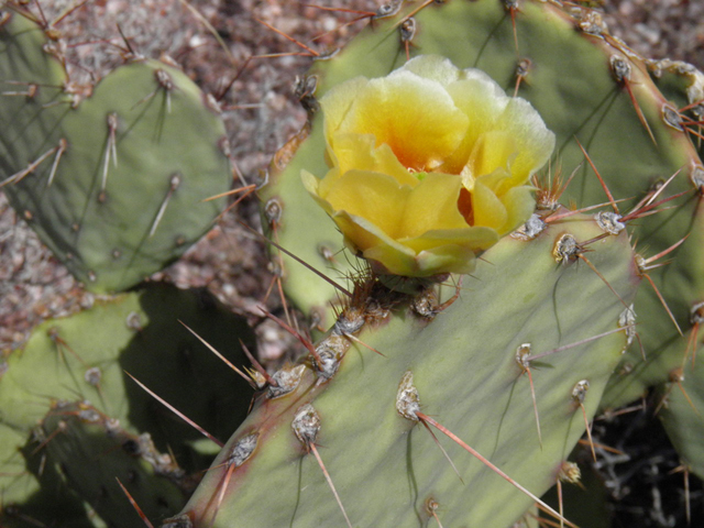 Opuntia phaeacantha (Tulip prickly pear) #83061