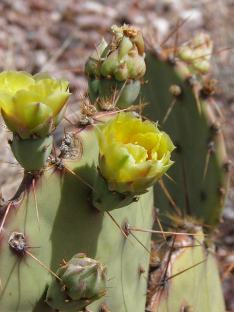 Opuntia phaeacantha (Tulip prickly pear) #83063