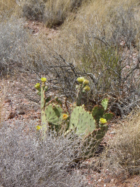 Opuntia phaeacantha (Tulip prickly pear) #83068