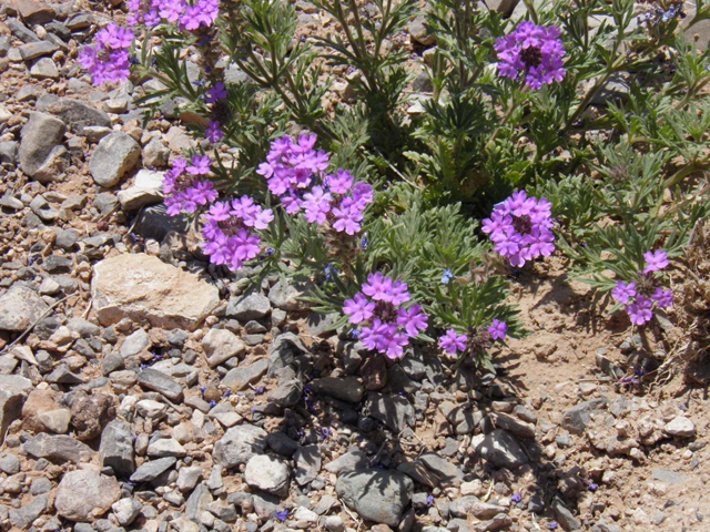 Glandularia bipinnatifida var. ciliata (Davis mountains mock vervain) #83104