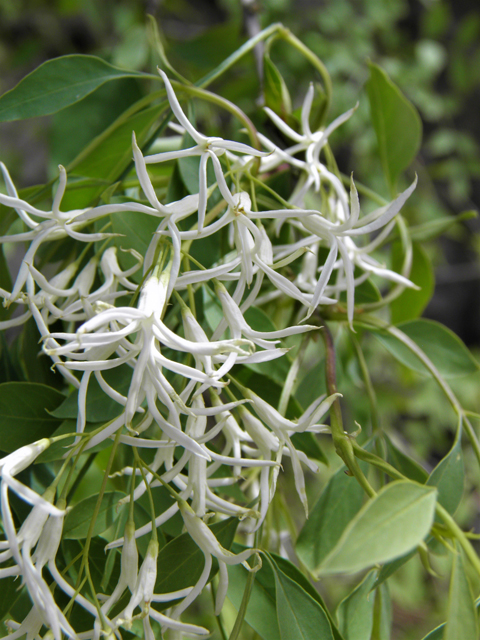 Fraxinus cuspidata (Fragrant ash) #83142