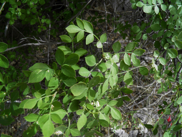 Fraxinus cuspidata (Fragrant ash) #83143