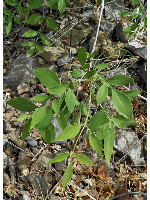 Fraxinus cuspidata (Fragrant ash) #83144