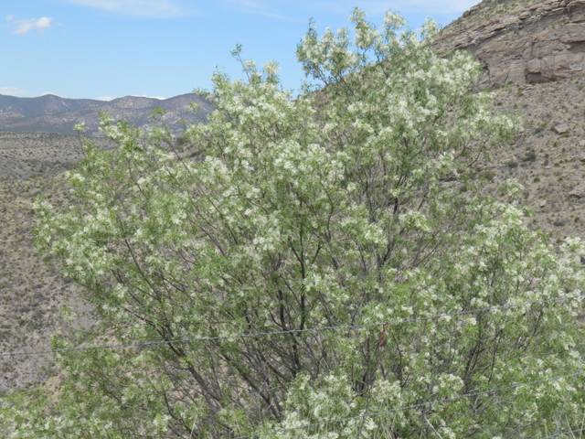 Fraxinus cuspidata (Fragrant ash) #83145