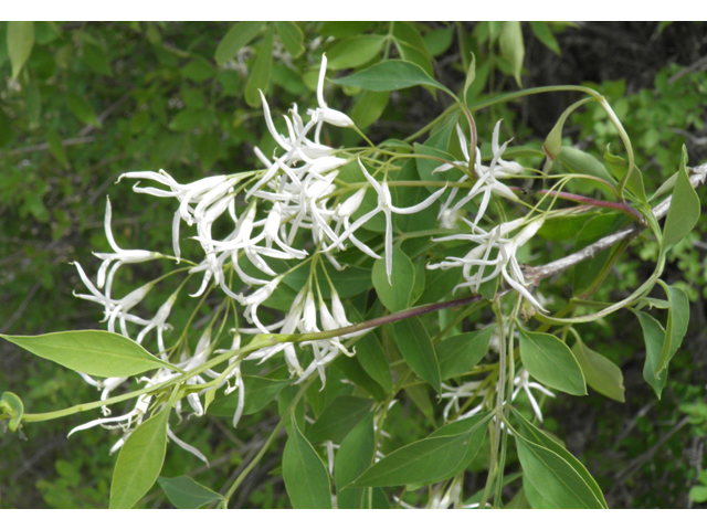 Fraxinus cuspidata (Fragrant ash) #83146