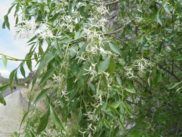 Fraxinus cuspidata (Fragrant ash) #83147