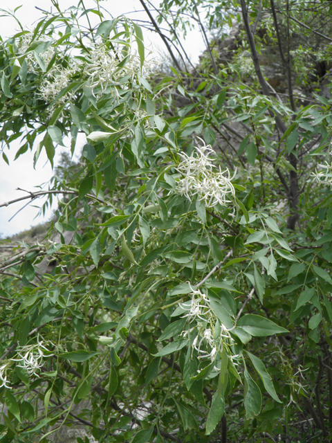 Fraxinus cuspidata (Fragrant ash) #83148