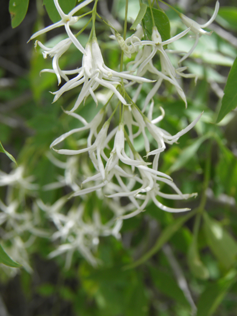 Fraxinus cuspidata (Fragrant ash) #83149