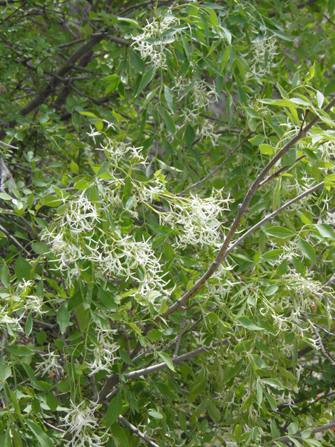 Fraxinus cuspidata (Fragrant ash) #83150