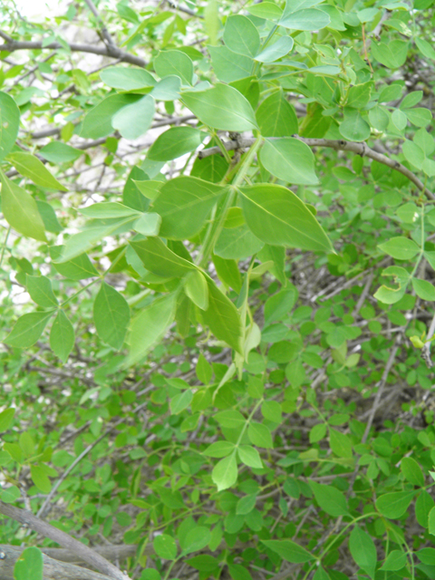 Fraxinus cuspidata (Fragrant ash) #83152