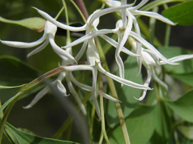 Fraxinus cuspidata (Fragrant ash) #83153