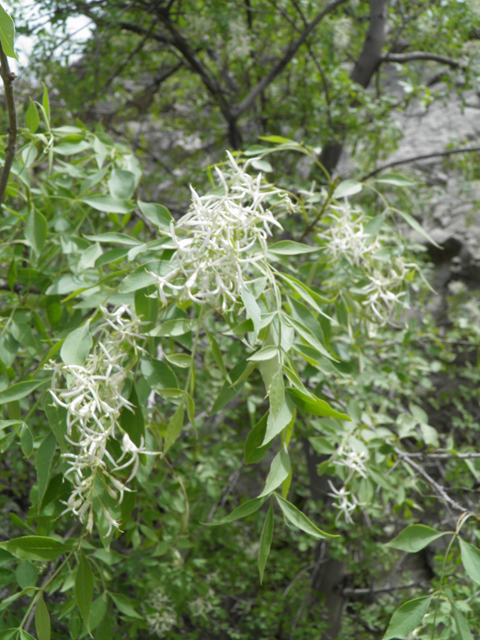 Fraxinus cuspidata (Fragrant ash) #83154