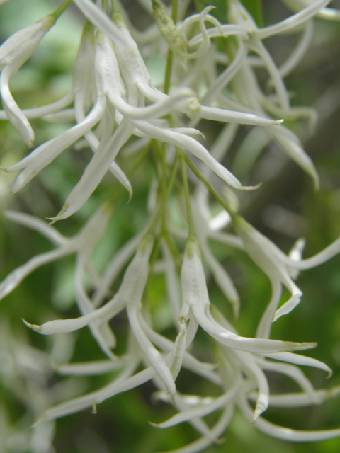 Fraxinus cuspidata (Fragrant ash) #83155