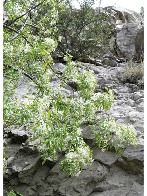 Fraxinus cuspidata (Fragrant ash) #83156