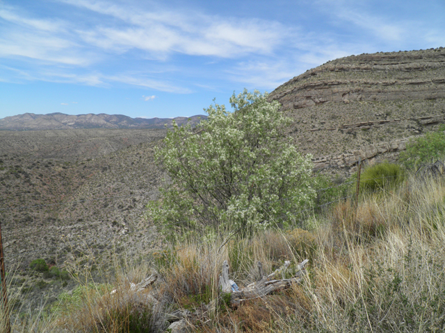 Fraxinus cuspidata (Fragrant ash) #83157