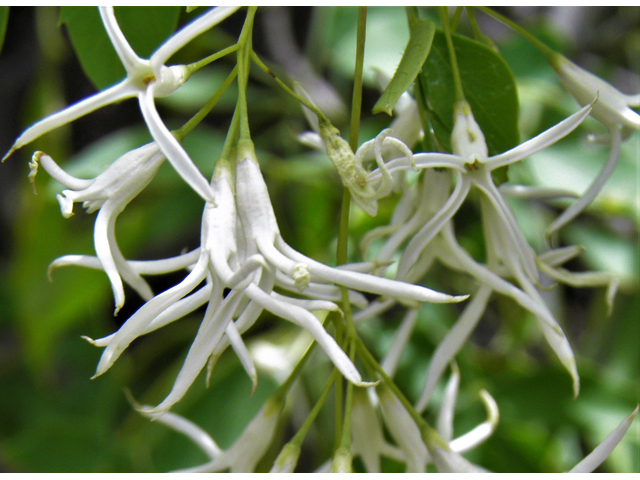 Fraxinus cuspidata (Fragrant ash) #83158