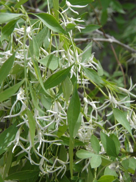 Fraxinus cuspidata (Fragrant ash) #83159