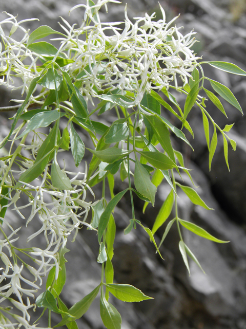 Fraxinus cuspidata (Fragrant ash) #83160