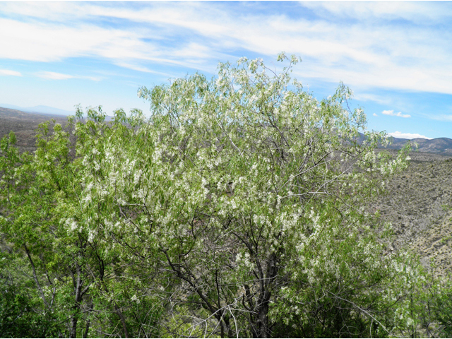 Fraxinus cuspidata (Fragrant ash) #83162