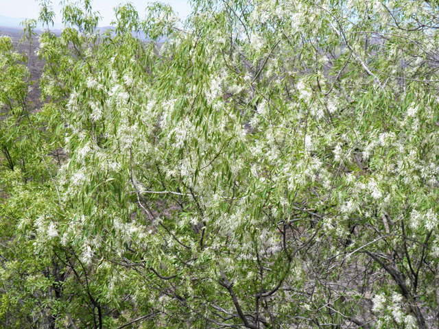 Fraxinus cuspidata (Fragrant ash) #83163