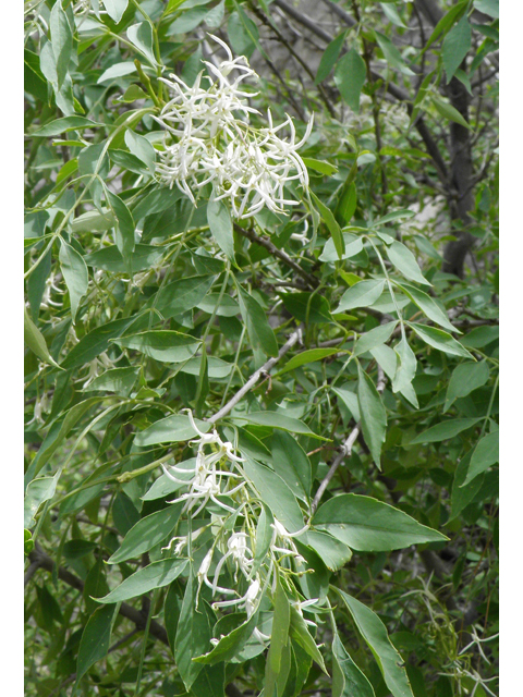 Fraxinus cuspidata (Fragrant ash) #83164