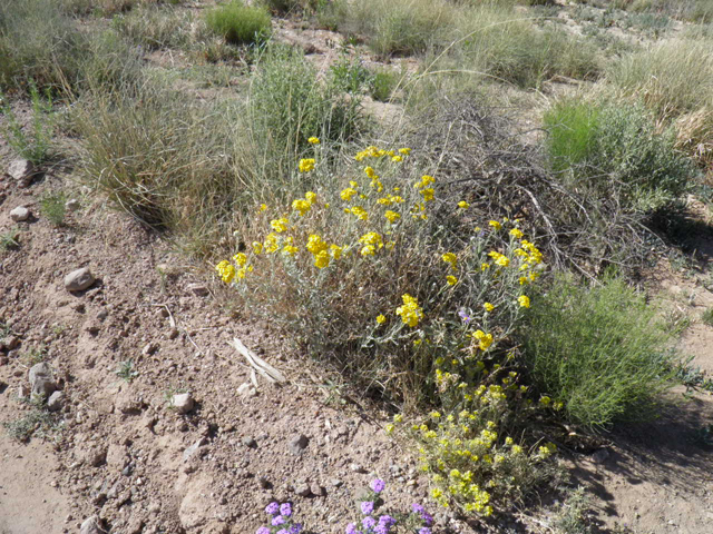 Psilostrophe tagetina var. cerifera (Woolly paperflower) #83170