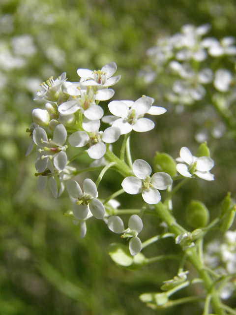 Lepidium alyssoides (Mesa pepperwort) #83182