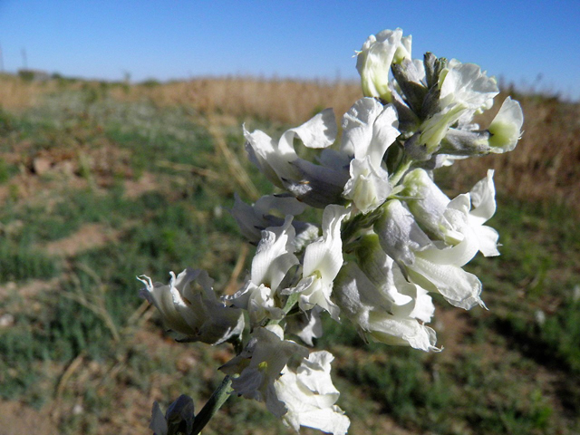 Sophora nuttalliana (Silky sophora) #83207