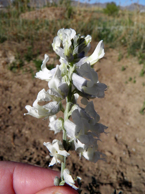 Sophora nuttalliana (Silky sophora) #83210