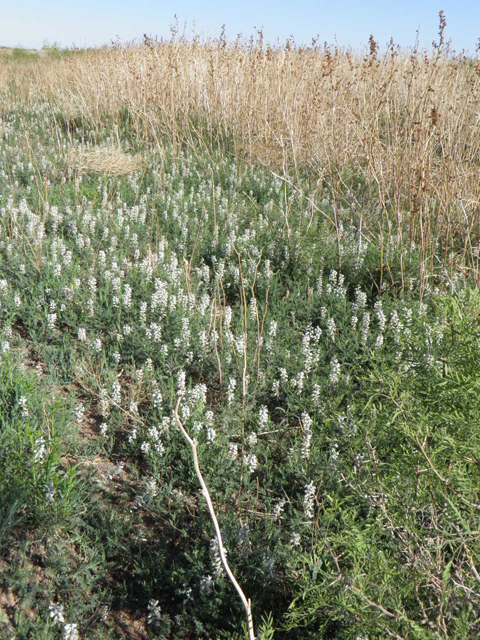 Sophora nuttalliana (Silky sophora) #83213