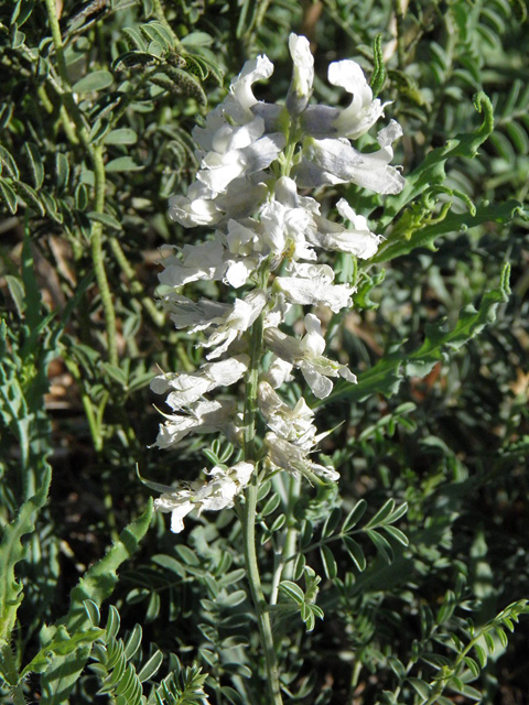 Sophora nuttalliana (Silky sophora) #83214