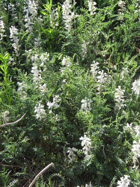 Sophora nuttalliana (Silky sophora) #83217