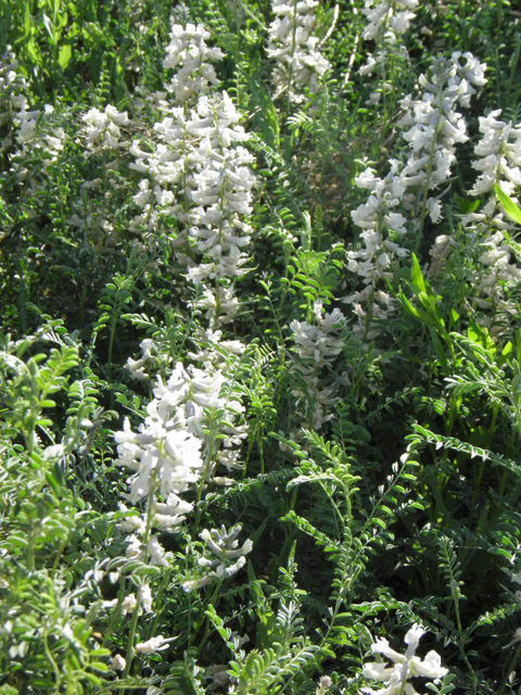 Sophora nuttalliana (Silky sophora) #83218