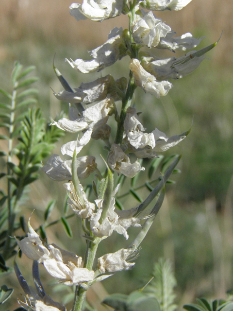 Sophora nuttalliana (Silky sophora) #83220