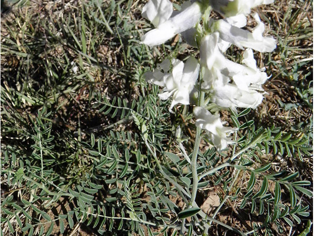 Sophora nuttalliana (Silky sophora) #83221