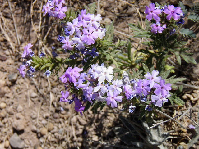 Glandularia quandrangulata (Beaked mock vervain) #83241