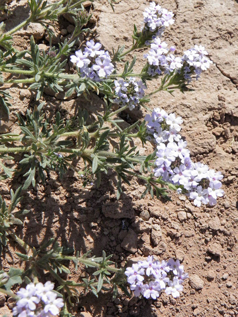 Glandularia quandrangulata (Beaked mock vervain) #83242