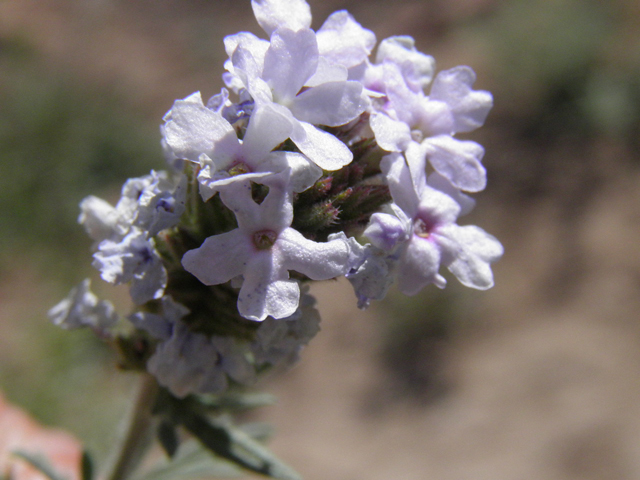 Glandularia quandrangulata (Beaked mock vervain) #83243