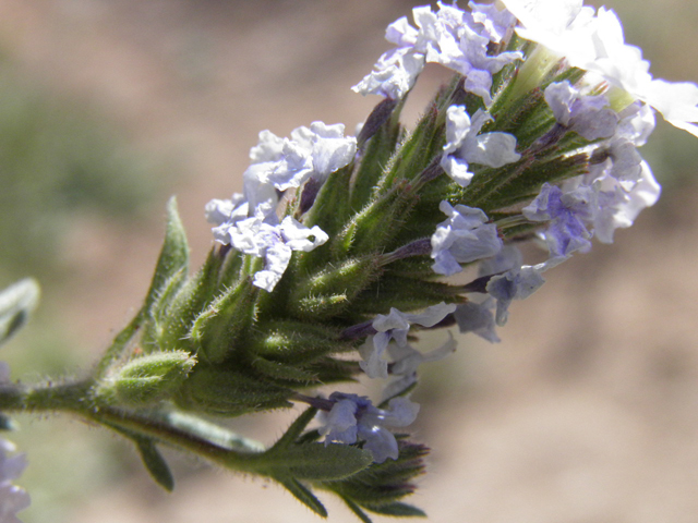 Glandularia quandrangulata (Beaked mock vervain) #83244