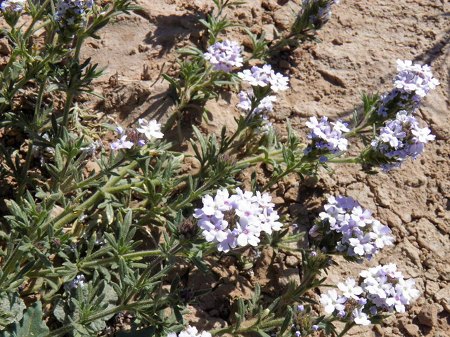 Glandularia quandrangulata (Beaked mock vervain) #83246