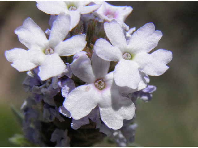 Glandularia quandrangulata (Beaked mock vervain) #83247