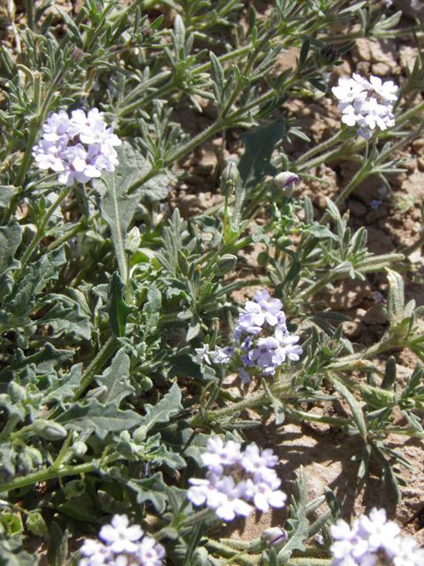 Glandularia quandrangulata (Beaked mock vervain) #83248