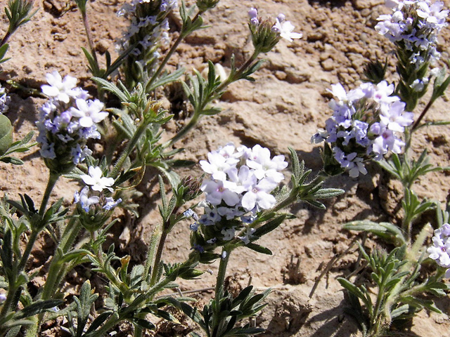 Glandularia quandrangulata (Beaked mock vervain) #83249