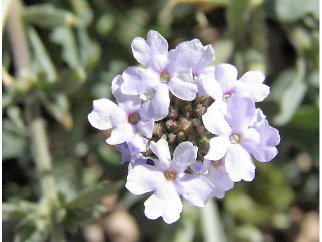 Glandularia quandrangulata (Beaked mock vervain) #83250