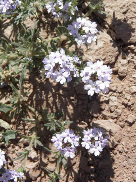 Glandularia quandrangulata (Beaked mock vervain) #83251