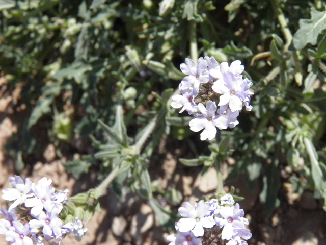 Glandularia quandrangulata (Beaked mock vervain) #83252