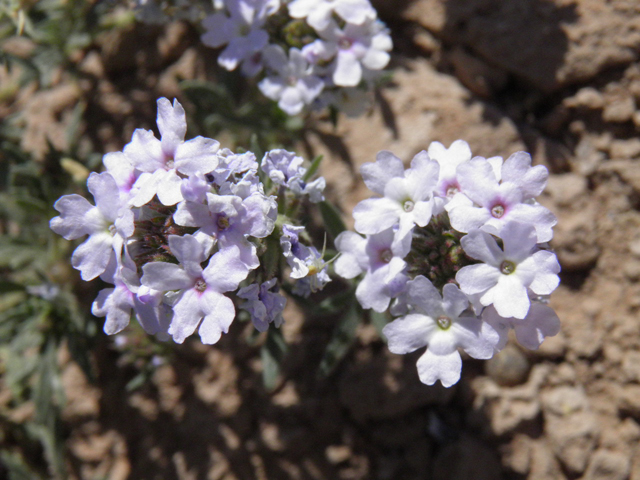 Glandularia quandrangulata (Beaked mock vervain) #83253