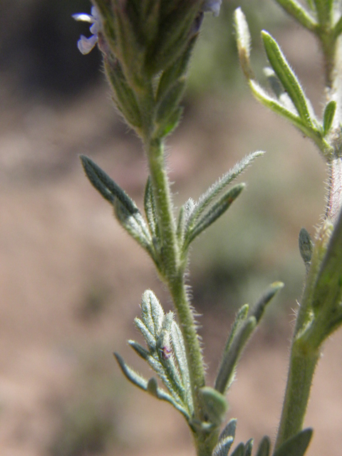 Glandularia quandrangulata (Beaked mock vervain) #83254