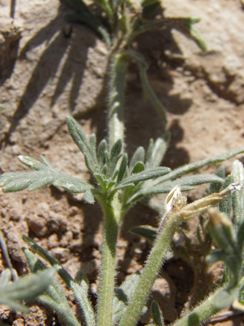 Glandularia quandrangulata (Beaked mock vervain) #83255