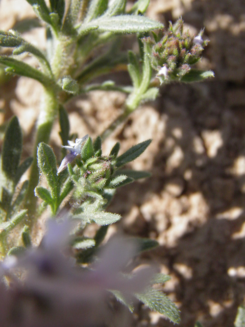 Glandularia quandrangulata (Beaked mock vervain) #83256